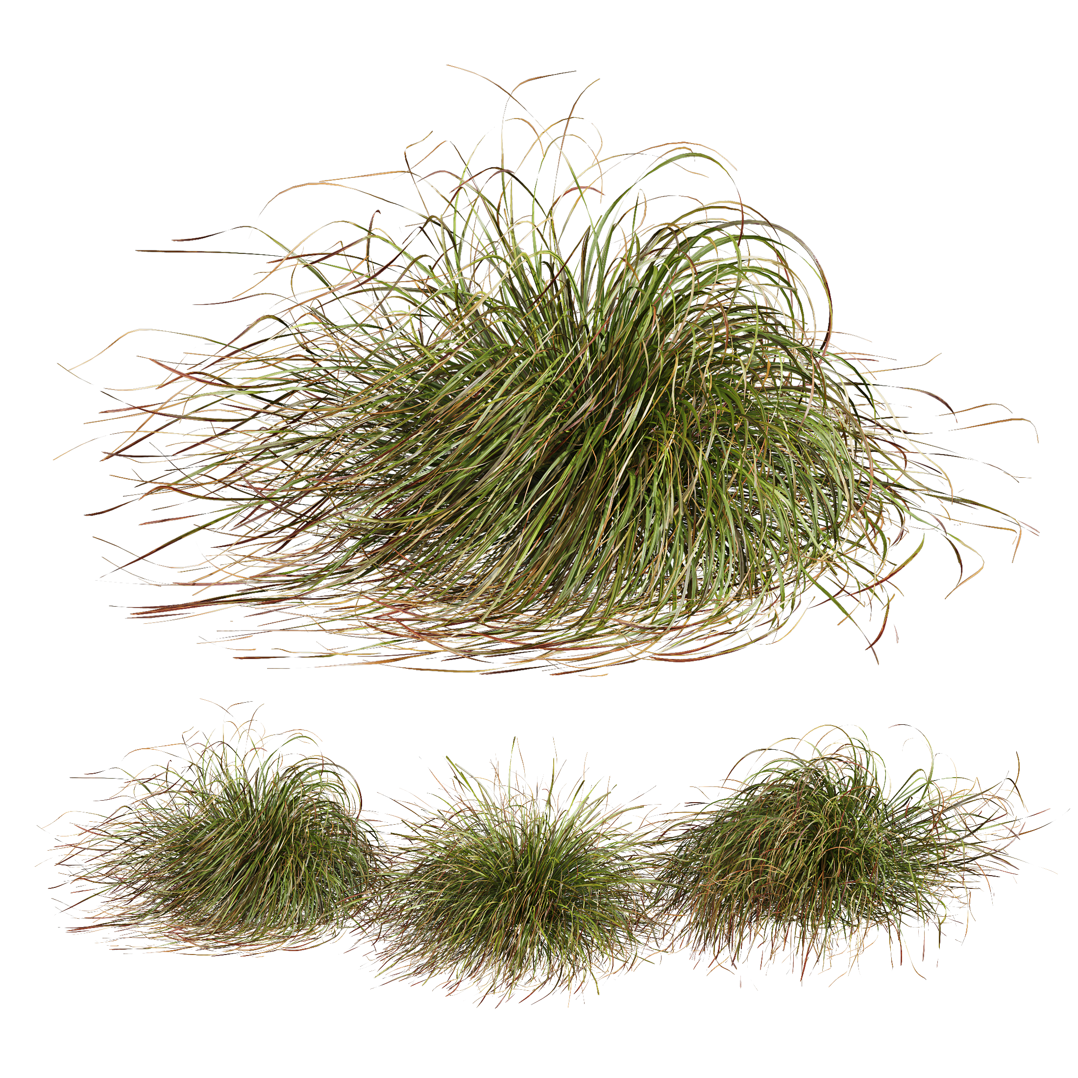 HQ Plants Stipa arundinacea Anemanthele lessoniana Windy
